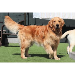 dog-doge-puppy-retriever