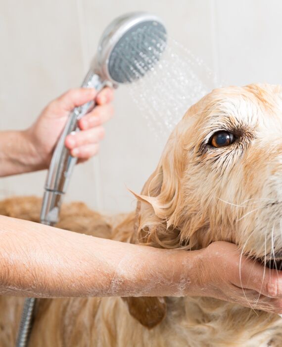 ゴールデンレトリバー