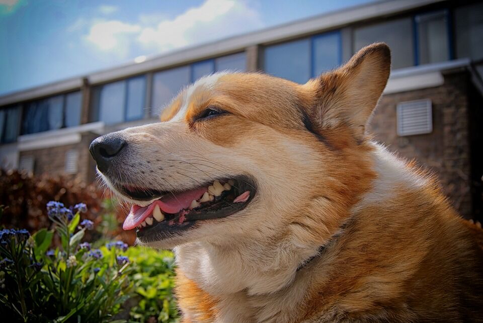welsh-corgi-2349517_960_720