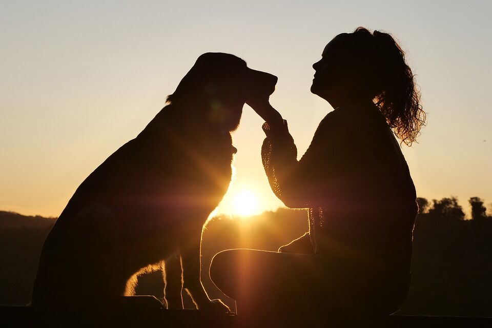 dog-4494554_960_720