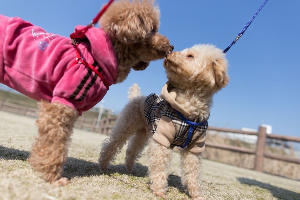 dog-654506_960_720