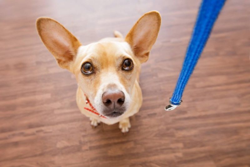 散歩を催促する犬