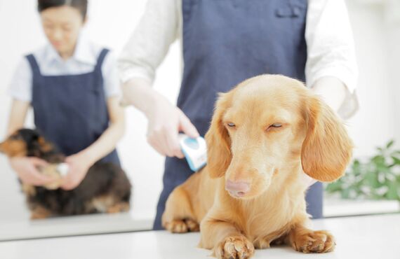 光市で安心してペットのトリミングを行うなら一度お任せください