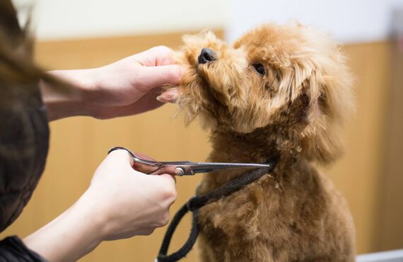 光市でトイプードルのトリミングをお考えの方は一度お越しください