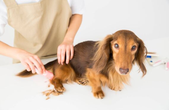 光市でトリミングを行うサロンは小型犬のご利用もお待ちしております