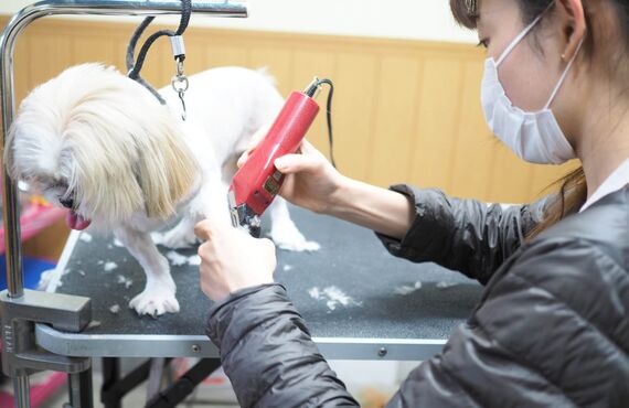 光市内で様々な中型犬のトリミングを行ってきた経験や実績がございます