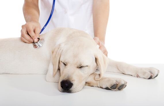 光市のペットホテルでは健康管理にも注目したサービスを心掛けています